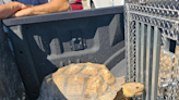 Watch: Biscuit the 100-year-old tortoise rescued, reunited with Louisiana family