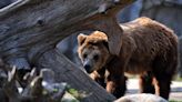 班芙國家公園熊襲擊致兩人死亡 灰熊被安樂死