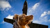 The Ultimate In-Flight Experience for Dogs Takes Off | KFI AM 640 | Wake Up Call