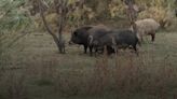 Scientists Warn Invasive Feral Pigs Pose a Threat to the US