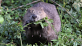 'Bed and board' ready for new beaver arrivals