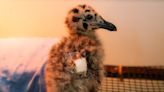 Spike in baby gulls falling, jumping from roofs during recent heat wave: B.C rescue