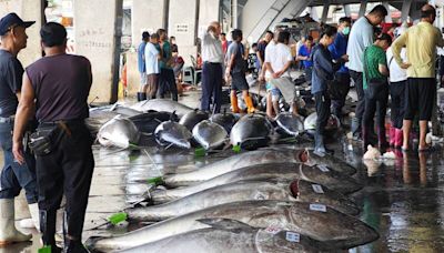 黑鮪魚保育有成數量增 日本再提增加捕撈配額