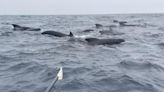 More than 1,000 whales escort man rowing solo across the Atlantic