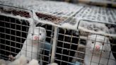 Fraser Valley fur farmers lose lawsuit against B.C. over mink ban