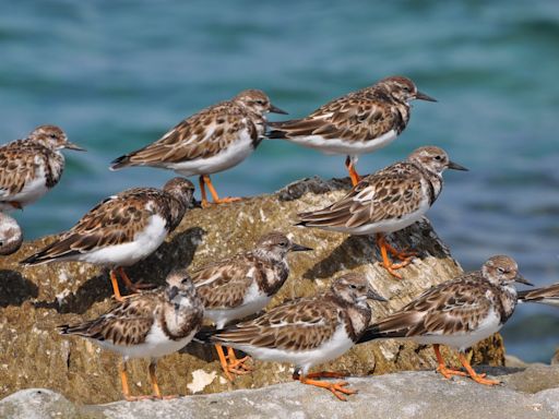 Aves playeras: el impresionante impacto de estas especies en el medio ambiente