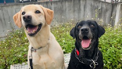 新北退役警犬開始認養囉！ 5萌犬個性、食量全曝光