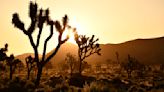 Editorial: Finally, a plan to save Joshua trees from climate change — and the bureaucrats