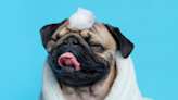 Senior Pug’s Spa-Like Bath Routine Is Enough to Lull Anyone to Sleep