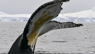 Tras la "huella digital" de las ballenas jorobadas para su conservación