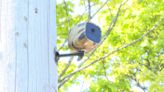 Traverse City installs camera at Pines to protect sanitary services