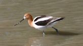 Everything to know about the American Avocet