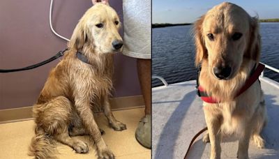 El emotivo regreso a casa de Rocky, el golden retriever que desapareció tras un accidente en bote