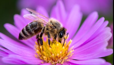 Fewer bees and other pollinating insects lead to shrinking crops