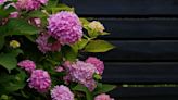 Best hydrangea varieties to brighten up shady corners of your garden