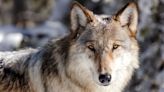Middle Park Stockgrowers receive non-lethal wolf deterrent funding after 6 incidents