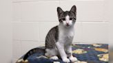 Champaign County Pet of the Week