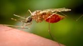 Escambia County to begin mosquito fogging operations — see the maps
