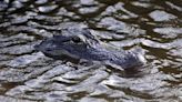 Houston police kill alligator found eating human remains - UPI.com