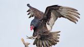 Turkey vulture numbers increasing in Junction City
