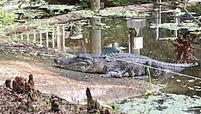 Cómo una mujer escapó de las garras de un cocodrilo de 200 kilos en Florida