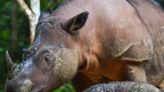 Critically Endangered Sumatran Rhino Gives Birth to Baby Boy