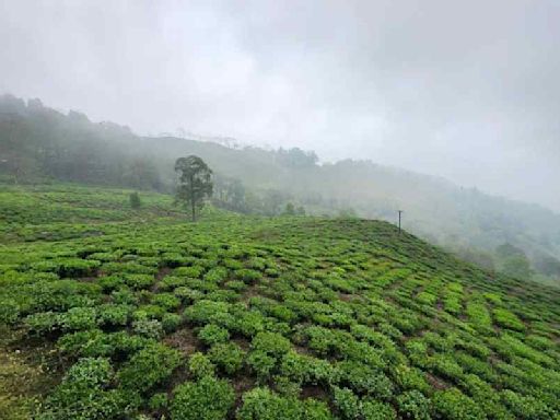 Tea workers on strike over bonus: Unions reject advisory, mull locking offices