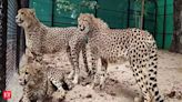 MP govt refuses RTI info on Project Cheetah