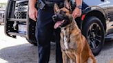 New paws on the block: Waterloo Police welcome two new K-9s to the force