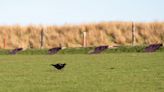 Footage shows endangered black grouse mating ritual on shooting range