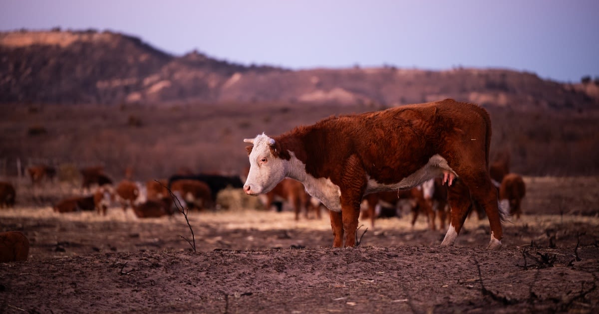 Ted Cruz and Ronny Jackson push legislation to help ranchers who lost livestock in Panhandle wildfires