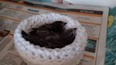 Animal rescue centre supported with knitted nests