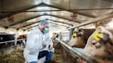 Finland is offering farmworkers bird flu shots. Some experts say the U.S. should, too.