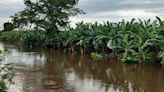 Lluvia afecta los cultivos