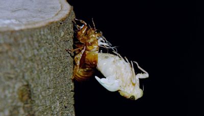 WATCH: Haunting time lapse video shows up-close view of a cicada's transformation