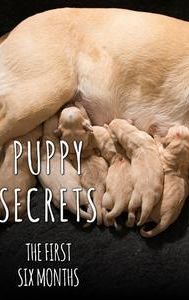 Puppy Secrets: First Six Months