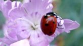 Do ladybugs bite? Yes, but you shouldn't be too worried about them.