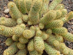 Cactaceae