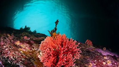 Ecosistemas marinos únicos: hidrocoral rojo es hallado en aguas gélidas de Chile