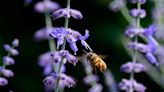 How to keep ground bees away, and low-maintenance ground covers for tree borders