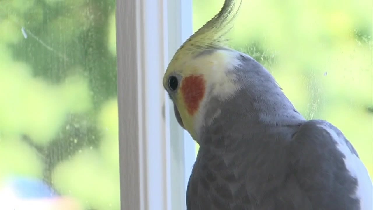 Pet bird escapes Milford home, lured to safety with the song ‘Tequila’ - Boston News, Weather, Sports | WHDH 7News