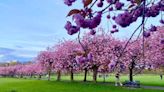 Pink blossom brightens up a dreich Scottish spring