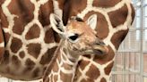 Dallas Zoo Welcomes New Baby Girl Giraffe