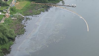 Oil spill in the St. Lawrence River: birds soiled, shoreline polluted by motor oil