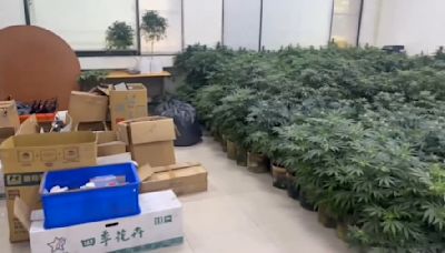 台版絕命毒師！3座「實驗室」大麻工廠市值達4億