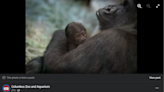 Zoo thought Sully the gorilla was male. Then staff found her holding her newborn baby