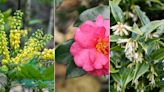 Winter-flowering shrubs to plant in fall – 10 bright and beautiful choices for the colder months