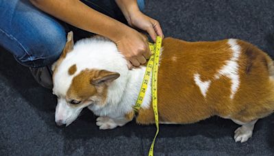 Pet obesity epidemic: recognizing, preventing, and treating overweight pets | Mint
