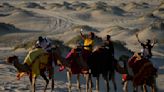 World Cup frenzy puts strain on Qatar's camels