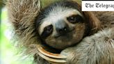 Zika-like virus found in sloths spreads from Amazon to humans